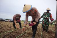 Lahan eks tambang jadi  kebun jagung. Polda Kaltim