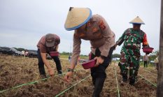 Inspiratip! Lahan Bekas Tambang di Kaltim Disulap Jadi Kebun Jagung