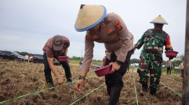Lahan eks tambang jadi  kebun jagung. Polda Kaltim