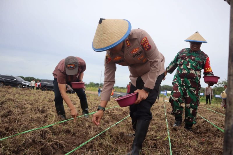 Lahan eks tambang jadi  kebun jagung. Polda Kaltim