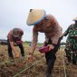 Lahan eks tambang jadi  kebun jagung. Polda Kaltim