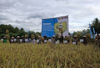 Panen raya PT Vale. Foto dok