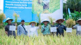 Program demplot padi Vale di Kolaka memperkenalkan teknologi panen berulang yang meningkatkan produksi sekaligus efisiensi biaya petani. Foto PT Vale