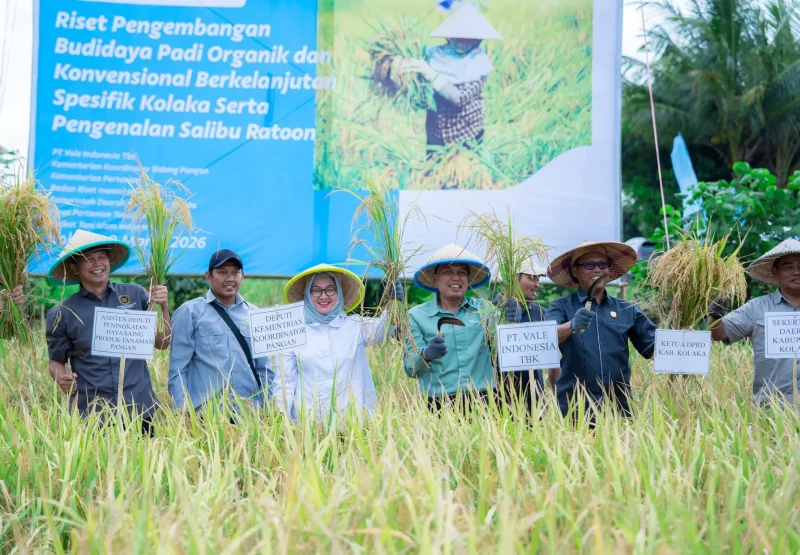 Program demplot padi Vale di Kolaka memperkenalkan teknologi panen berulang yang meningkatkan produksi sekaligus efisiensi biaya petani. Foto PT Vale