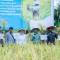 Program demplot padi Vale di Kolaka memperkenalkan teknologi panen berulang yang meningkatkan produksi sekaligus efisiensi biaya petani. Foto PT Vale