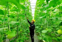 PT Pertamina (Persero) terus mengoptimalkan pengembangan energi panas bumi (geothermal)