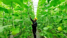 PT Pertamina (Persero) terus mengoptimalkan pengembangan energi panas bumi (geothermal)