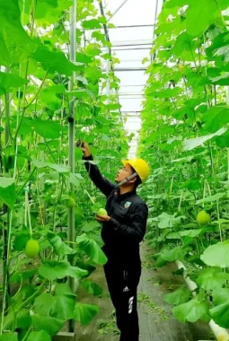 Pertamina Kembangkan Energi Panas Bumi Non-Listrik