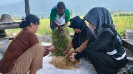 Melihat Program Aliksa SRI dari Organik Vale IGP Morowali