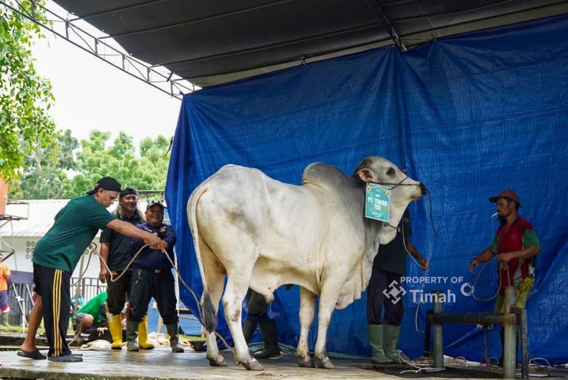 PT TIMAH menyalurkan 17 hewan kurban melalui Masjid Al Furqon untuk warga sekitar Bukit Baru, Pangkalpinang.